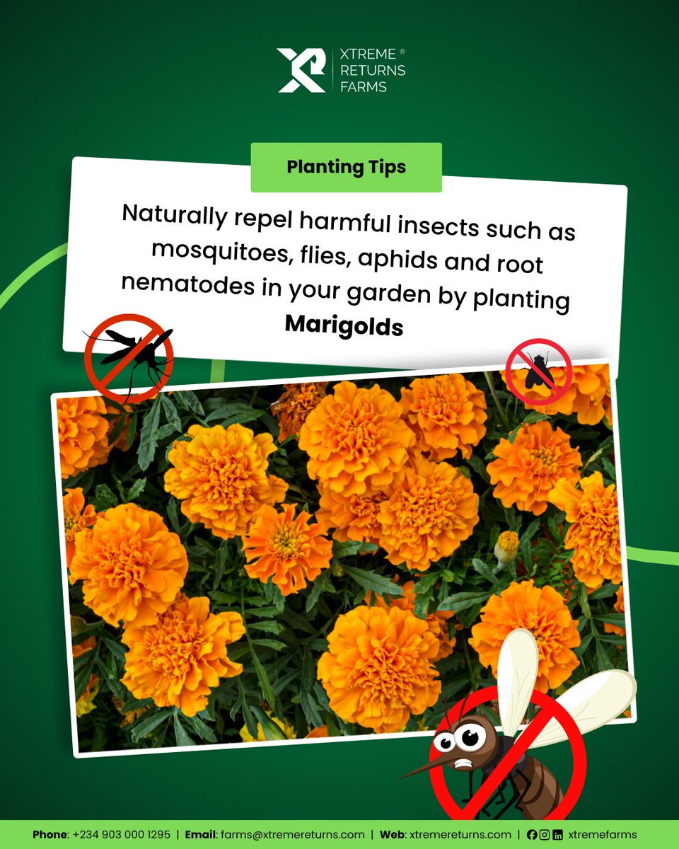 xtremefarms's tweet photo. Planting marigolds around your home and in your gardens is a great way to repel insects and root nematodes. They produce a distinct scent that drives away aphids, mosquitoes, and even microscopic root nematodes.

Be proactive and protect your farm!

#ecotips #naturesgenius #xrf https://t.co/NAOp8bxmhP
