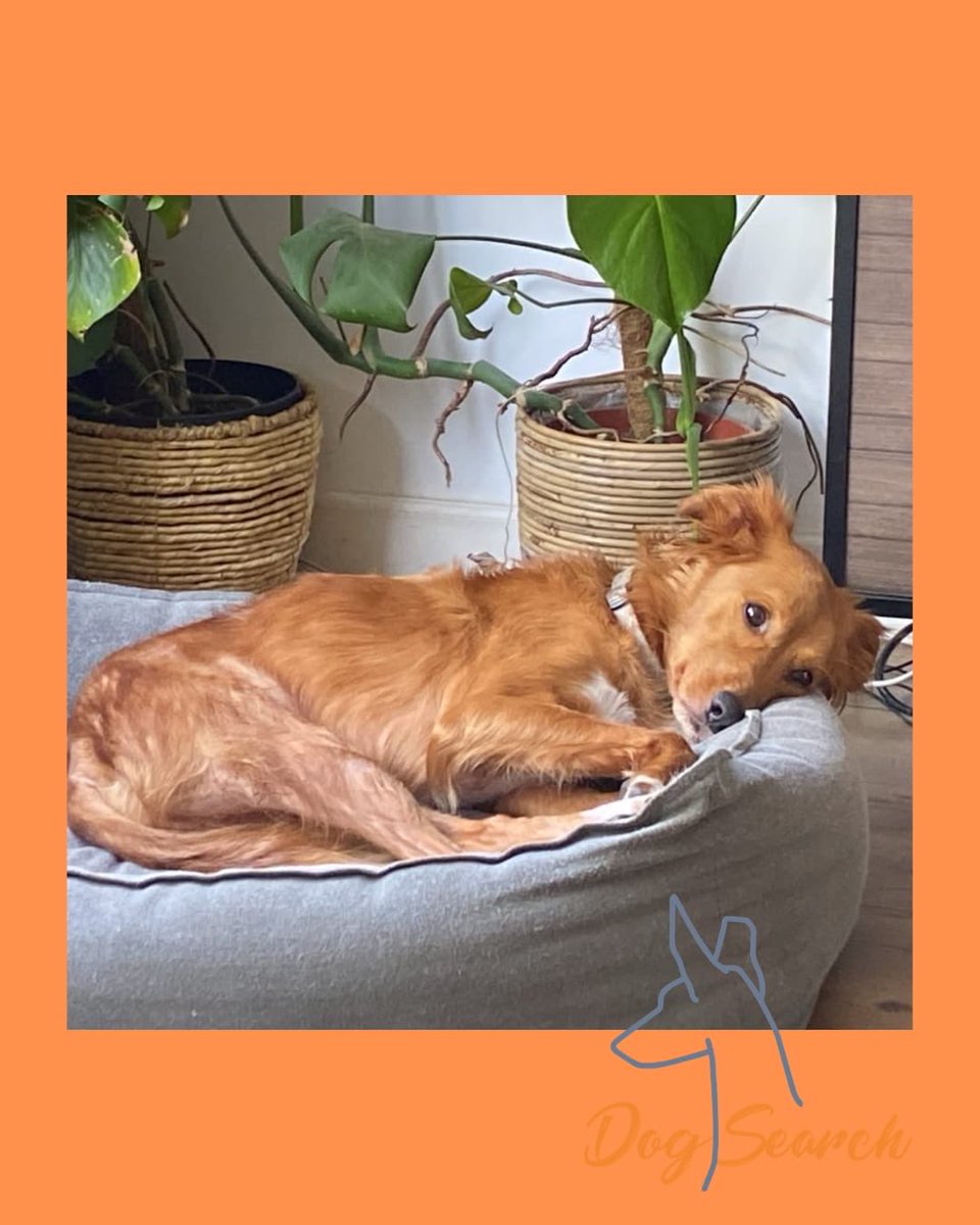 DogsearchNL's tweet photo. Update Ollie, Hilversum:
Vermist: 7-7-2026
Veilig: 8-7-2026
https://t.co/FdfvLDrmr6
Wij bedanken Andrew en Hayley voor het vertrouwen in ons team #Dogsearch #Nederland en de vrijwilligers die toch nog in actie kwamen die avond, dank je wel ❤️ https://t.co/rqm7Ahm6Hp