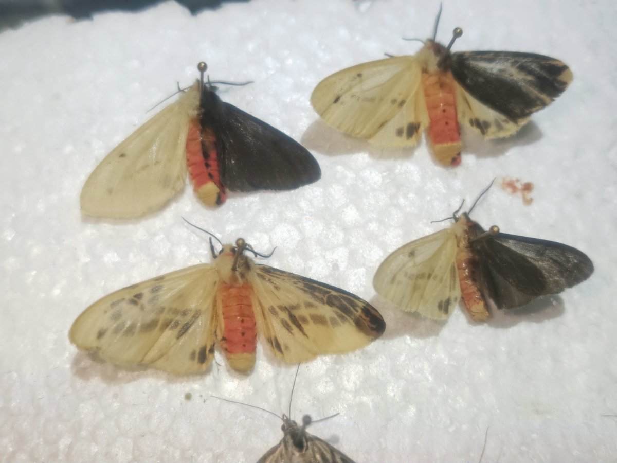 kawakita_moth's tweet photo. これは世界記録じゃないかな… https://t.co/11heYA6cz6