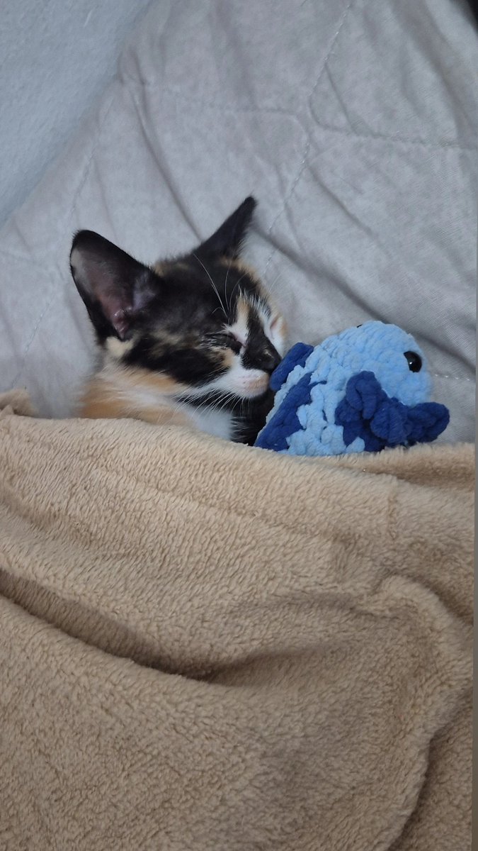 cacauthehyp's tweet photo. amando fazer parte da instituição mães de gata tricolor https://t.co/K1xBhLzhj9