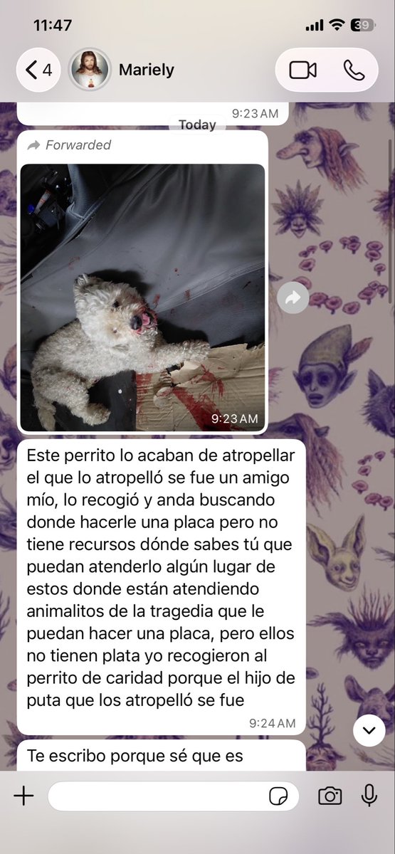 moonnoctem's tweet photo. URGENTE ‼️ 

Atropellaron a este perrito y lo dejaron abandonado. Ya lo revisaron pero necesita URGENTE hacerse rayos X y la persona no tiene los recursos. Saben algún lugar donde estén haciendo rayos X a bajo costo?

Si quieren ayudar económicamente o con información 04120201055 https://t.co/Kyb9hDP3HK