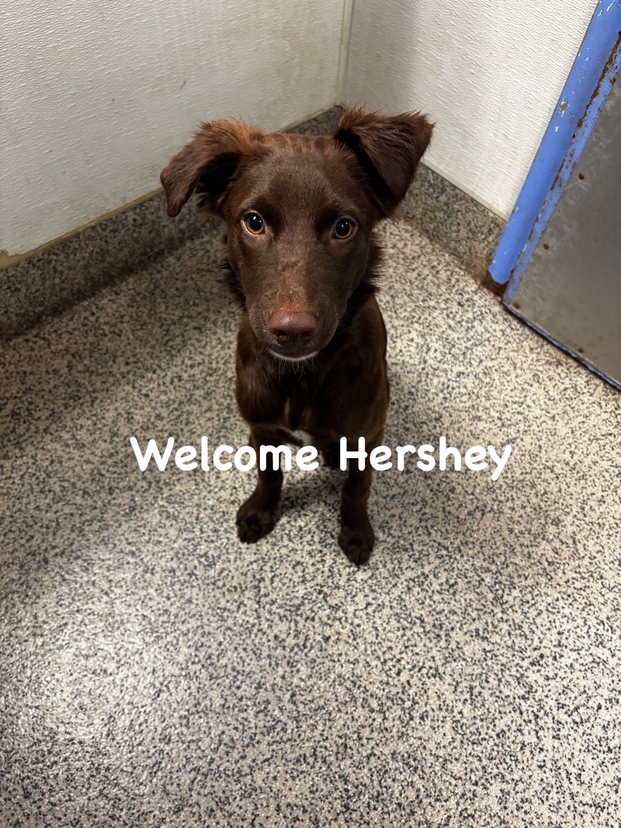 CityDogsDC's tweet photo. A warm welcome to our new pup Hershey!!!♥️ https://t.co/DYl4HAEYpk