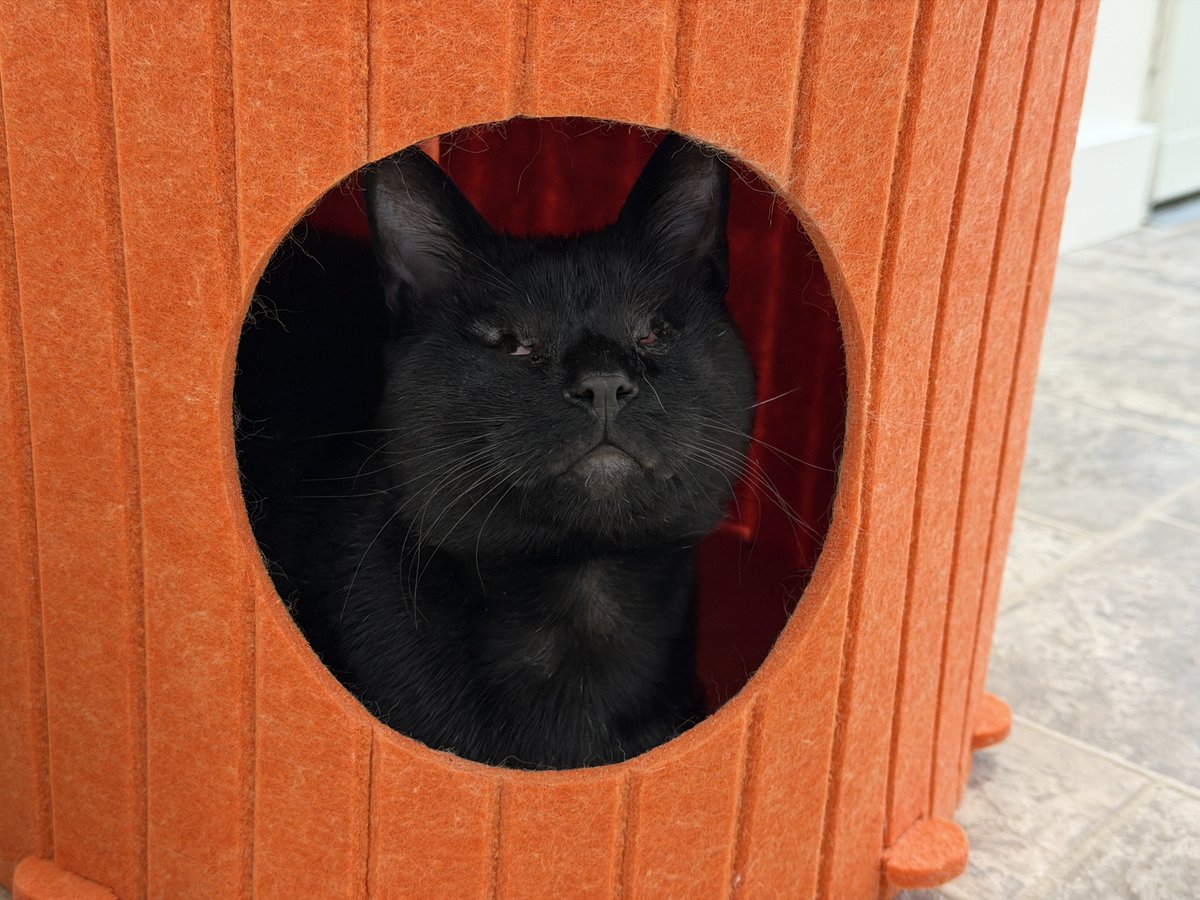 BlindCatRescue's tweet photo. #COTD Edgar arrived stressed and missing half of his hair. Though his owner loved him, difficult circumstances led to him needing to be rehomed so that she could care for her grandchildren. Now this shy, resilient blind kitty is starting over with us.

Read more: https://t.co/xIBAPrO81W