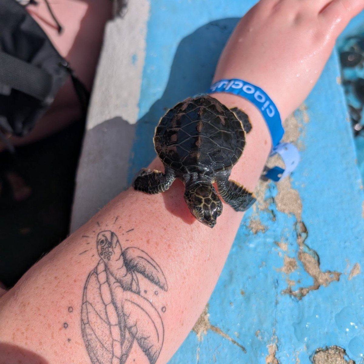Ruber727817's tweet photo. 🐢 ¿Sabías que #CayoLargoDelSur es uno de los principales sitios de anidación de tortugas marinas del Caribe?
Su Centro de Rescate y Protección monitorea nidos, rescata ejemplares y libera crías al mar, contribuyendo a la conservación de especies amenazadas. 🌊💚

#CubaÚnica https://t.co/5I8IJGnAJb