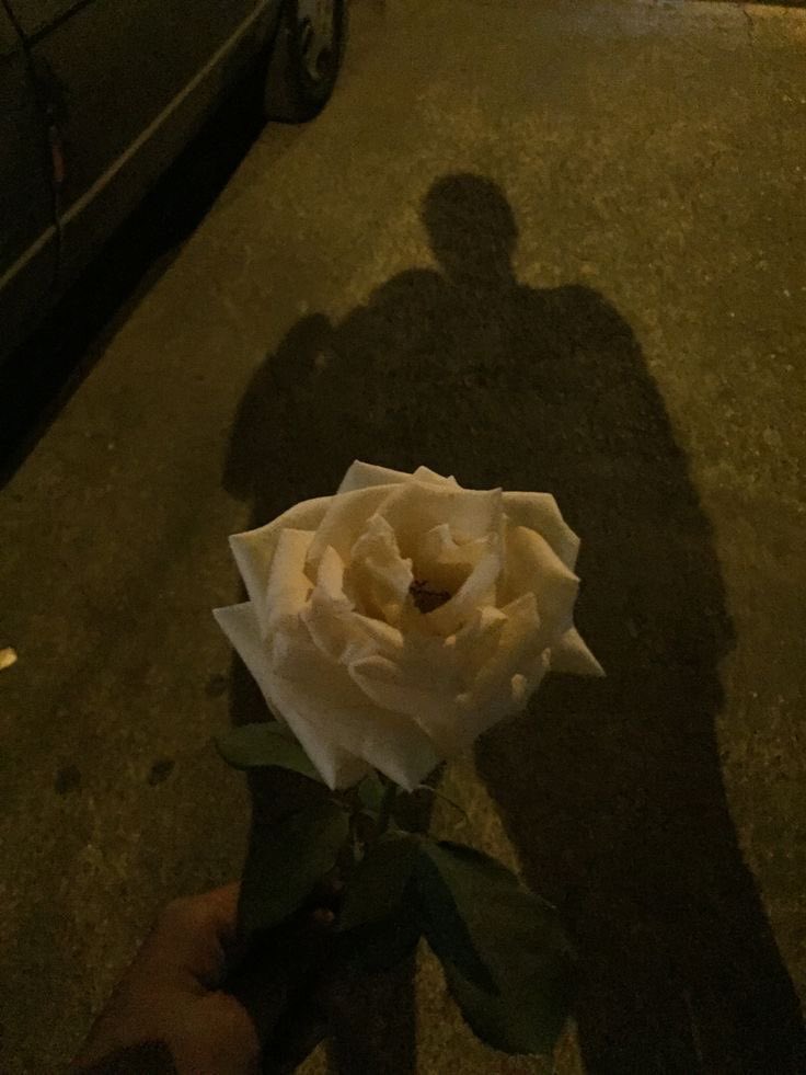 hwaengi's tweet photo. one pretty flowers that i give to the prettiest women in the world. https://t.co/iagvIVJMWF