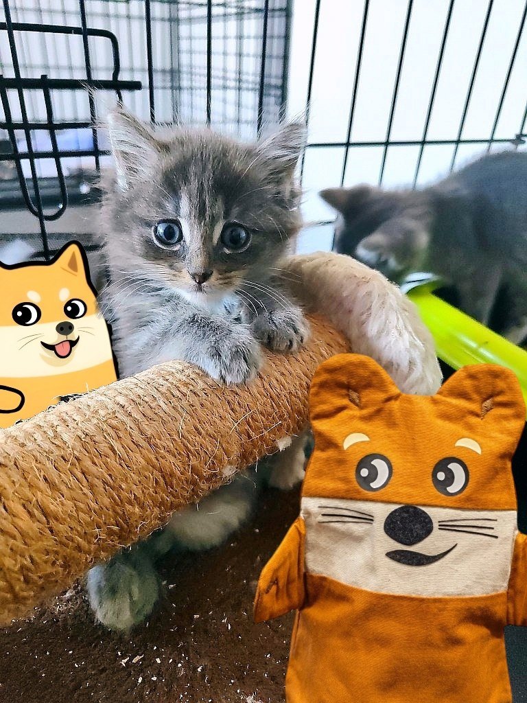 Fantoumi's tweet photo. @valleygirlvara @withkabosu Gotta save more cats and dogs ♥️ https://t.co/9Ek9SPHQgf