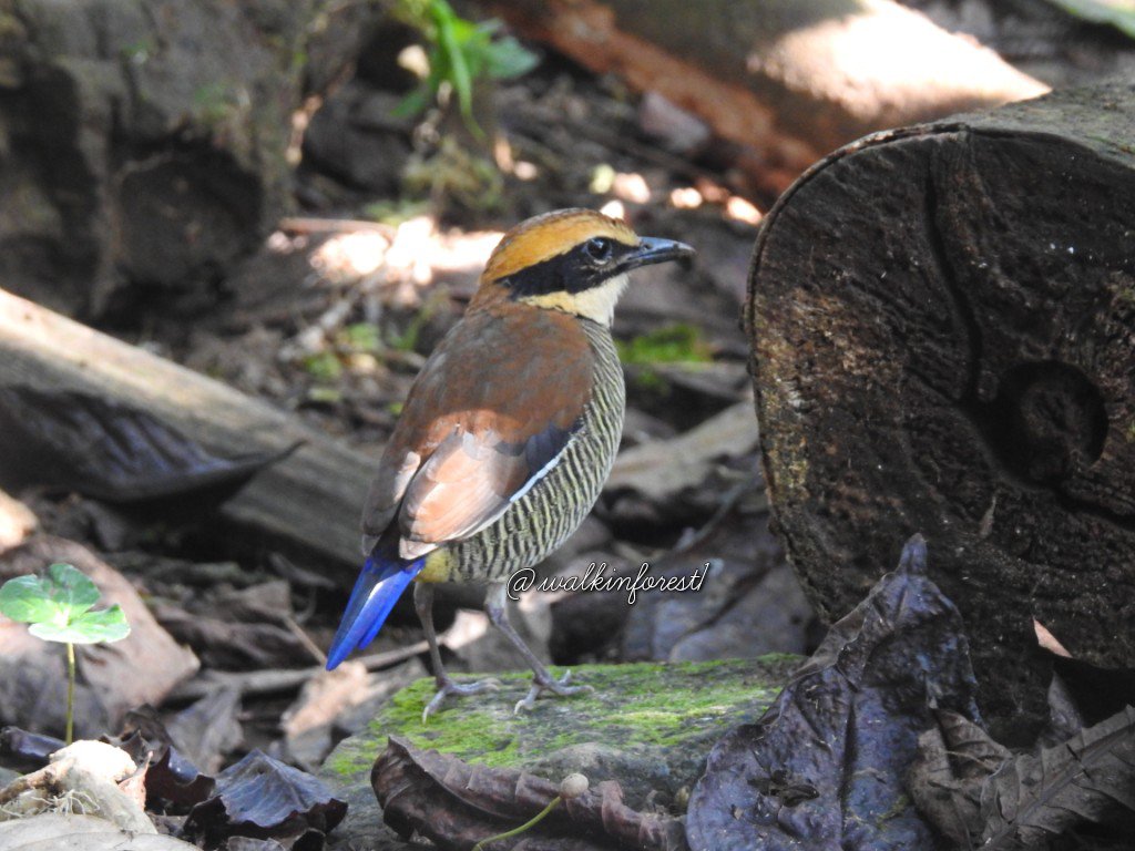 Walkinforest1's tweet photo. Here's my Javan banded pitta alias Paok pancawarna yg gw tunggu sampe 2 jam. Sedihnya bukan cuma soal nunggunya tapi burung secakep ini bersaing dgn kepunahan 😭😭. https://t.co/GZ2lfRgNs2