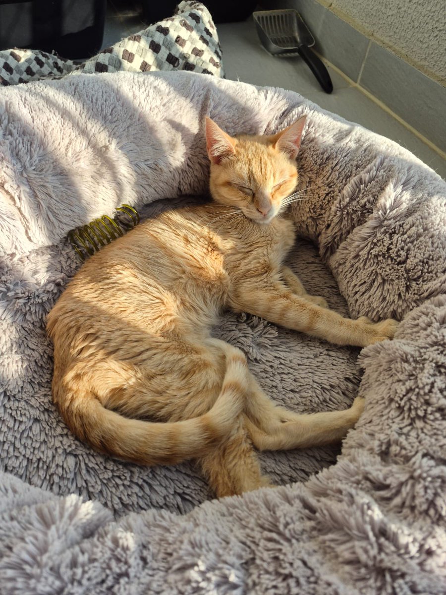 AbrigoMeimei's tweet photo. Pessoal, precisamos da ajuda de vocês! 

O Cenourinha (está sendo chamado de Eddie no novo lar, que não é mais temporário 🧡) passou no oftalmologista e não temos boas notícias: ele está com conjuntivite, uma úlcera no olhinho e há a desconfiança de um diagnóstico de herpes e glaucoma, além da FeLV. 

A Rosana e seu esposo têm feito muito por ele, dentro das condições que podem (coisas até que eu me comprometi em fazer enquanto ele estivesse em lar temporário e eles assumiram fazer para salvar a vida do Cenourinha/Eddie). Ele tem plano de saúde, está passando com especialista, comendo uma ração ainda melhor do que comia aqui, além de ter atenção, amor, cuidados e idas diárias ao veterinário para que ele fique bem.

Talvez ele perca a visão de um dos olhos. Mas precisamos lutar para que ele se recupere o mais rápido possível, já que um gatinho debilitado com FeLV está em risco mais do que um gatinho negativo.

Os remédios que precisamos são:

• Penvir Fanciclovir 500mg
• Pomada oftálmica Idoxuridina 0,5%

Que juntos, totalizam R$ 639,67. É um valor pesado pra Rosana, pra mim, pra qualquer um que tente sozinho. Mas juntos eu sei que a gente consegue fazer muito. Dessa vez, juntos, vamos lutar pela visão do Cenourinha?

Se 64 amigos doarem R$ 10 a gente bate a meta!
Se você puder ajudar com menos, não deixe de ajudar, todo valor agrega muito!

Se você não pode ajudar financeiramente e tem algum dos remédios, me chama!

Se você não consegue ajudar das outras formas, me ajuda compartilhando, por favor! 🙏 

👉 Chave pix: 11 985816168 em nome de Lorena Tuxen 

Agradeço muito desde já! 🥺🙏