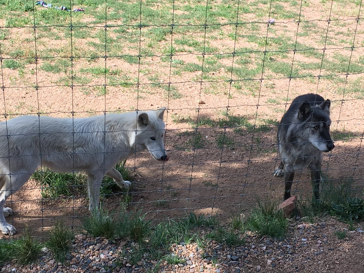 SpaceWitcher's tweet photo. I had the chance to visit @Wolves_at_CWWC, and cherish that chance to learn so much and be so close to wolves. They're another fantastic organization to keep in mind when supporting wolf conservation around the globe 💕

#KeepValkoAlive #ValkoWasFramed #BringBackValko #Valko https://t.co/H2ugM9W3A8