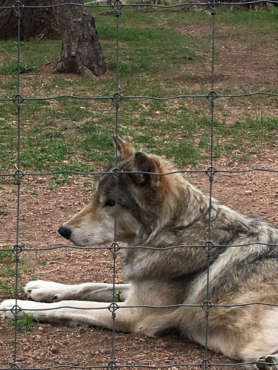 SpaceWitcher's tweet photo. I had the chance to visit @Wolves_at_CWWC, and cherish that chance to learn so much and be so close to wolves. They're another fantastic organization to keep in mind when supporting wolf conservation around the globe 💕

#KeepValkoAlive #ValkoWasFramed #BringBackValko #Valko https://t.co/H2ugM9W3A8