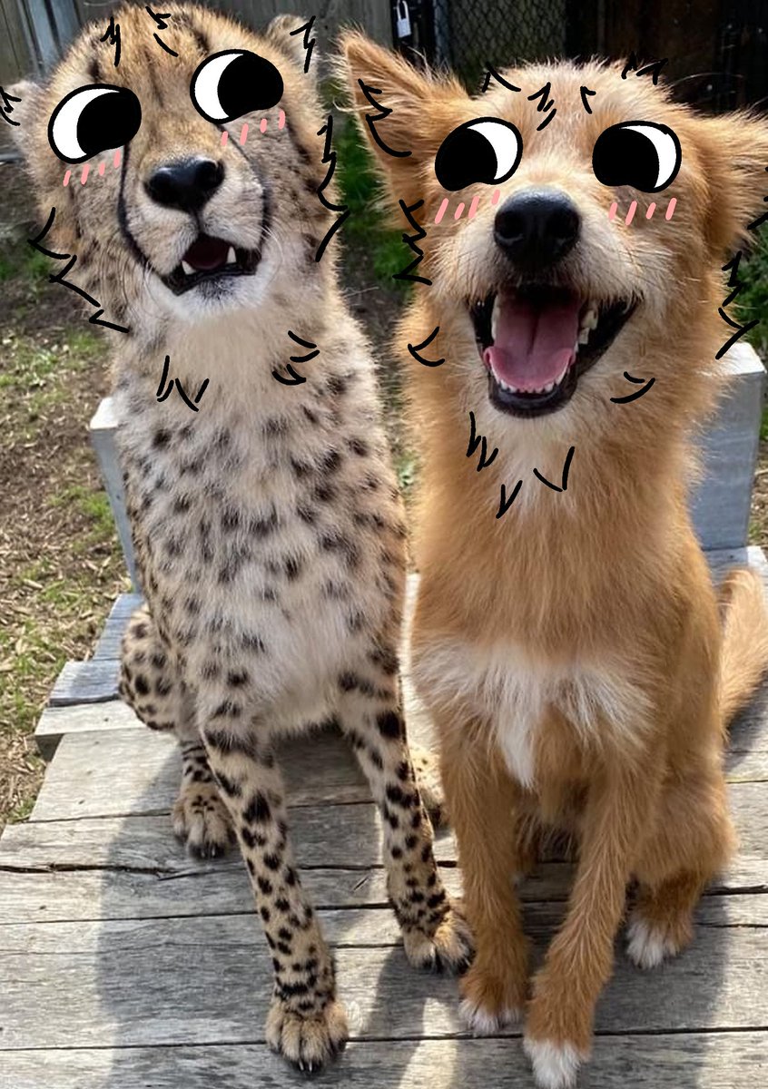 thecatidk's tweet photo. Friends #dog #cheetah #animal #art https://t.co/qsasSnQZYc