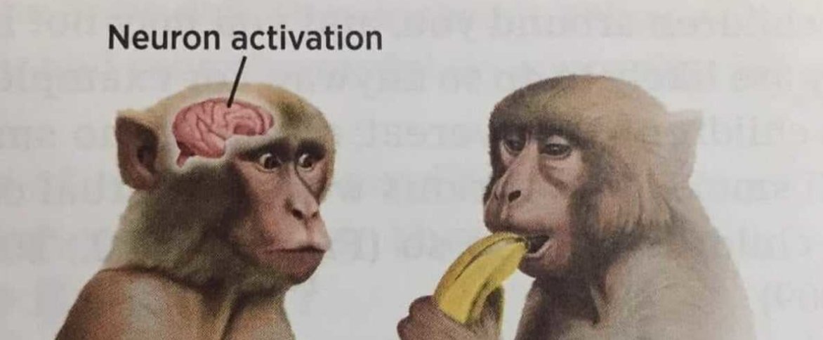 lttekim's tweet photo. tô num café e tem meninas na mesa do lado que simplesmente mencionaram yaoi e bl

 monkey sees banana neuron activation https://t.co/fL2yyqbw2Q