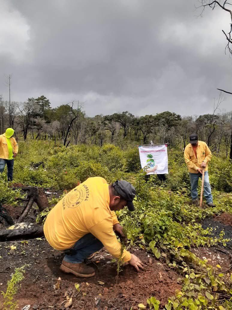 RosendoAnaya's tweet photo. En Pinalito de la Cruz, Landa de Matamoros, seguimos reforestando la Sierra Gorda con la plantación de más cedros. Aprovechando la temporada de lluvias, fortalecemos nuestros bosques en el estado. #AquíContigo https://t.co/vVOPYMQxGB