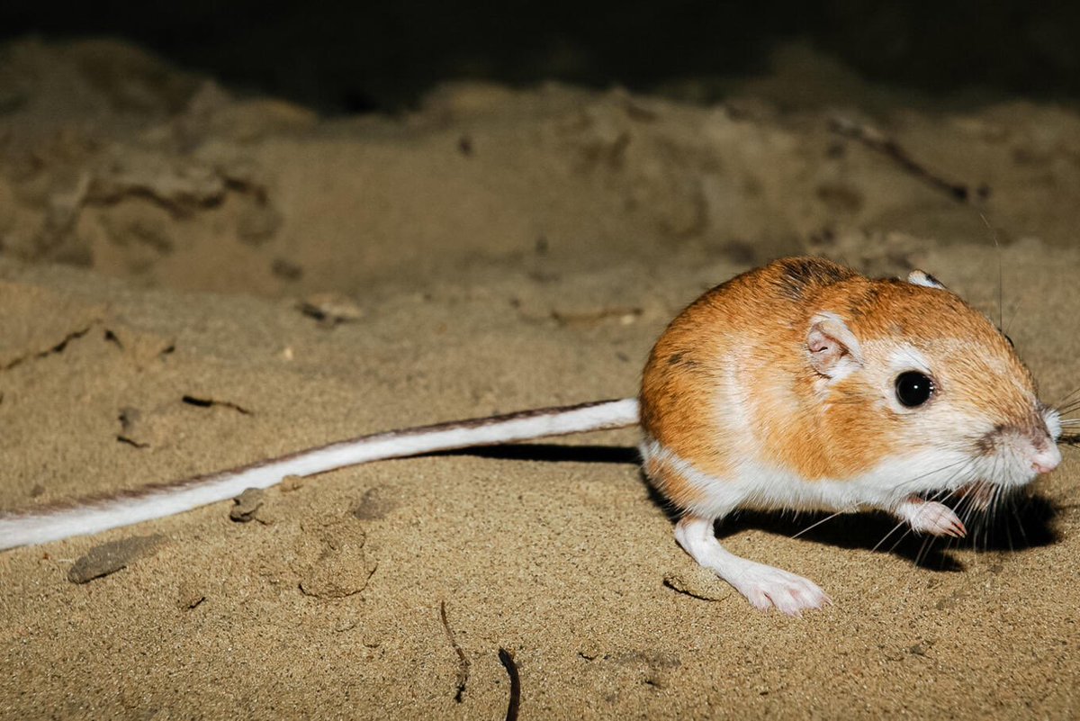 Liv_Agar's tweet photo. Getting really into non primate bipedal mammals https://t.co/GU1mkwFFro