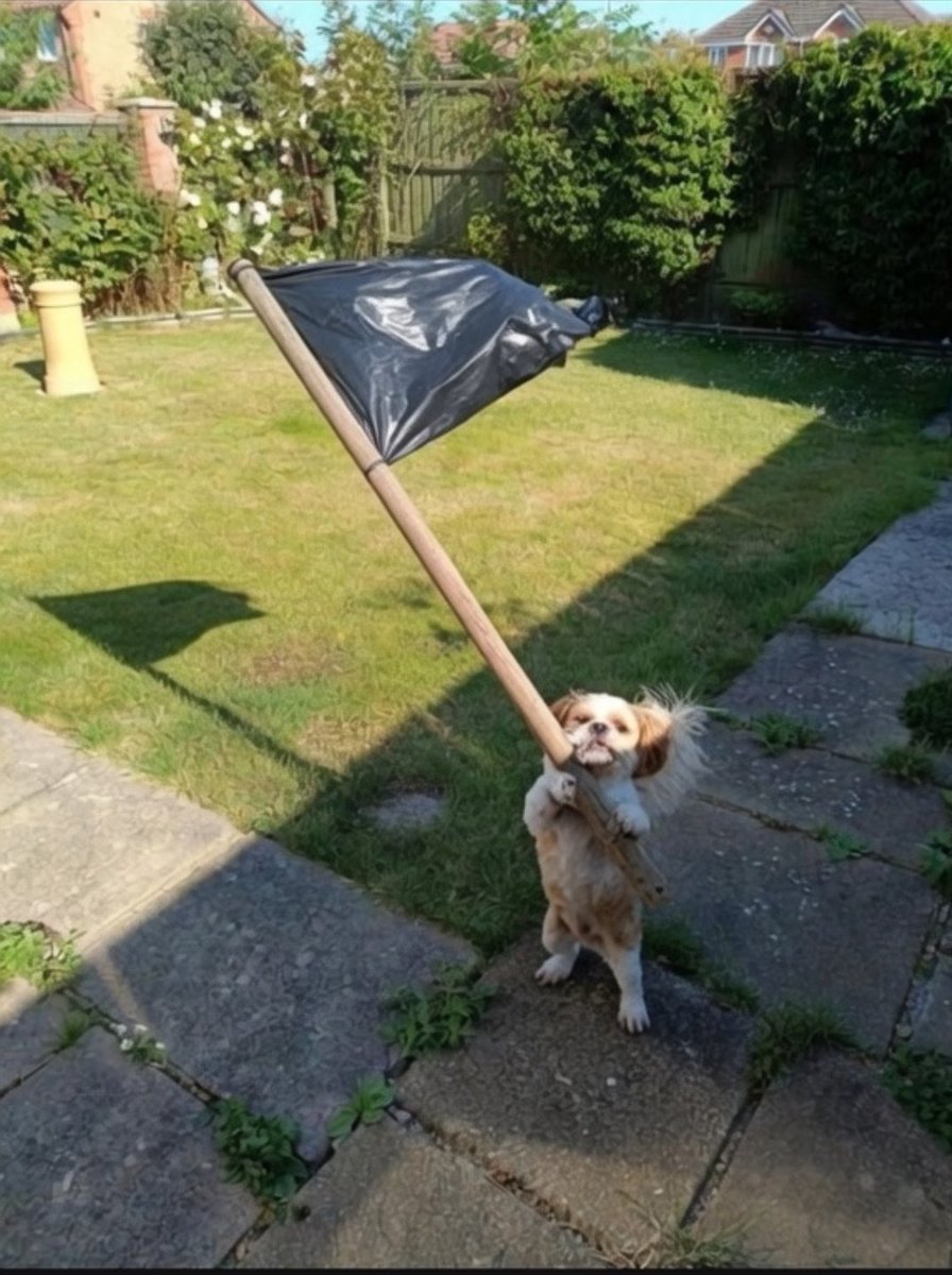 TheMeldrew's tweet photo. We've got our flags up supporting Count Binface https://t.co/XBLpMAPzzH