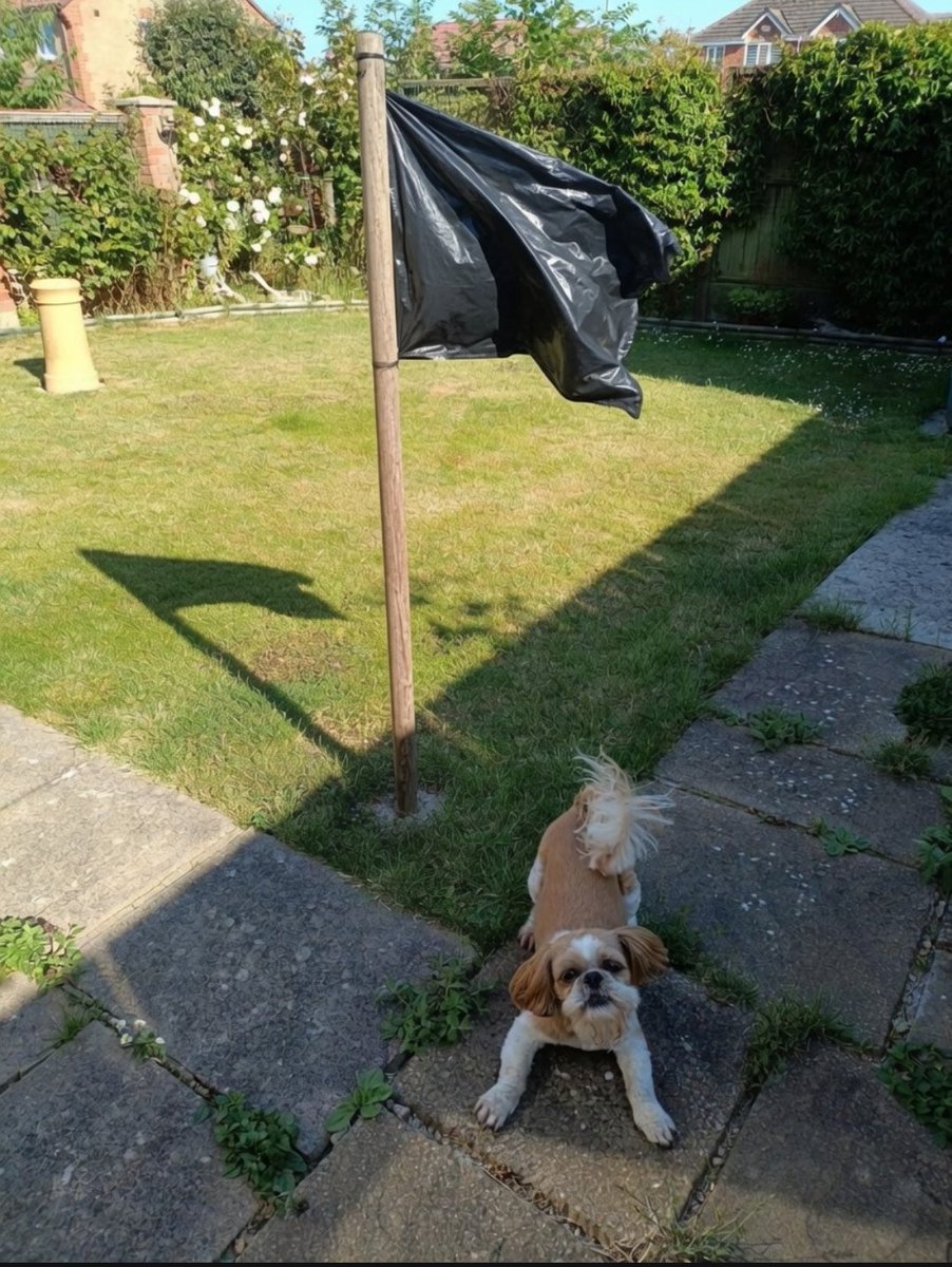 TheMeldrew's tweet photo. We've got our flags up supporting Count Binface https://t.co/XBLpMAPzzH