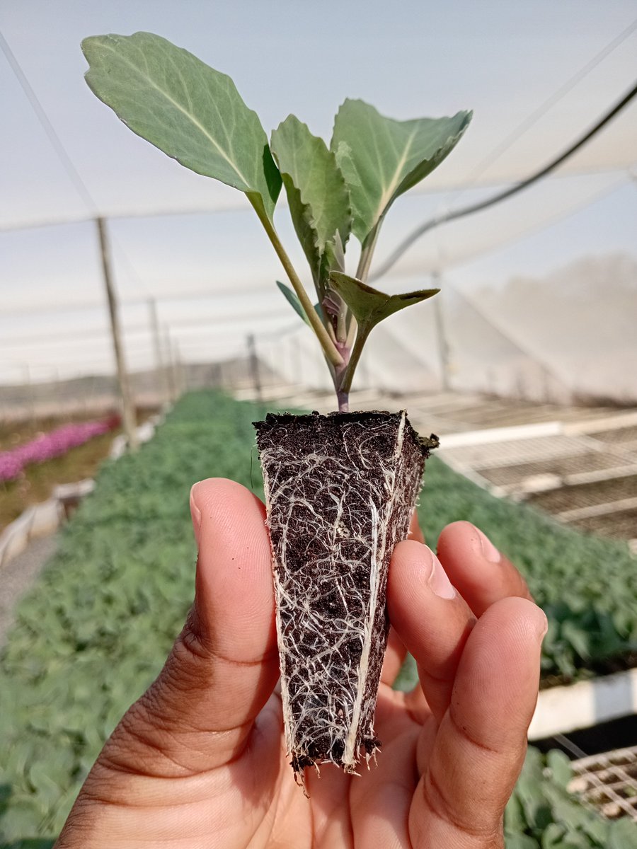 kokiebaloyi26's tweet photo. Best decision i ever made was to convert from vegetable production to 🌱 🌱 🌱 Seedlings https://t.co/dHZ8vj89g7