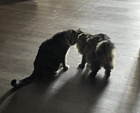 GuelphLostPets's tweet photo. BACK HOME! Strike, a brown tabby short-haired male cat, went missing from the 201 Silvercreek Pkwy N complex near Value Village in #Guelph on June 29. He was missing for 4.5 days. Thank you to everyone who shared his post. https://t.co/74mrrieSot