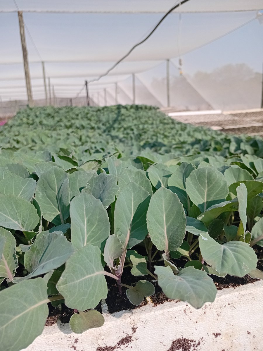 kokiebaloyi26's tweet photo. Best decision i ever made was to convert from vegetable production to 🌱 🌱 🌱 Seedlings https://t.co/dHZ8vj89g7