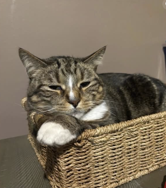 GuelphLostPets's tweet photo. BACK HOME! Strike, a brown tabby short-haired male cat, went missing from the 201 Silvercreek Pkwy N complex near Value Village in #Guelph on June 29. He was missing for 4.5 days. Thank you to everyone who shared his post. https://t.co/74mrrieSot