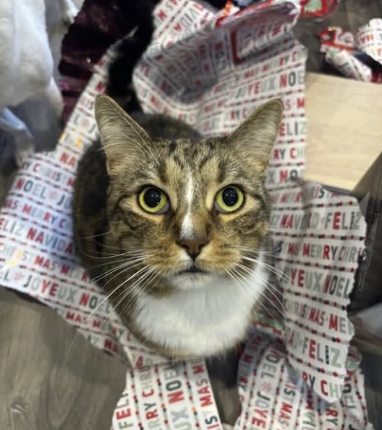 GuelphLostPets's tweet photo. BACK HOME! Strike, a brown tabby short-haired male cat, went missing from the 201 Silvercreek Pkwy N complex near Value Village in #Guelph on June 29. He was missing for 4.5 days. Thank you to everyone who shared his post. https://t.co/74mrrieSot