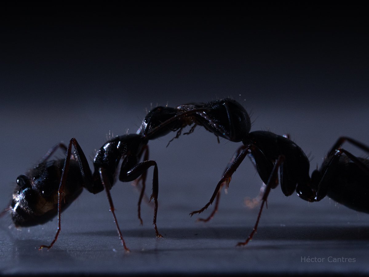 HectorCantres's tweet photo. The Meeting
#ants #animals #bugs #entomology #fauna #insects
#nature #NaturePhotography #TinyWildlife #wildlife #wildlifephotography https://t.co/9X6kL1HmI5