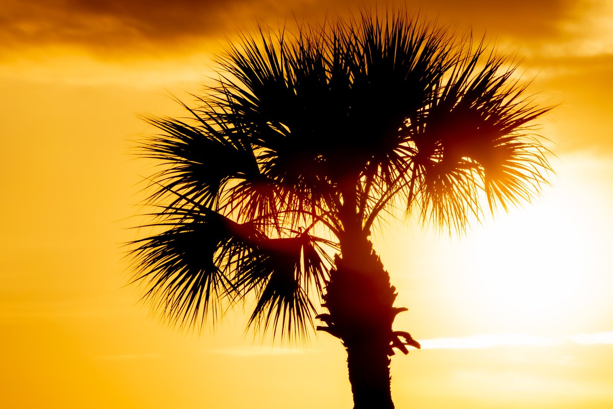 CRSImages's tweet photo. Happy #GoldenHourFriday ๐
Show us your best golden hour photos. https://t.co/vcGJUKAgng