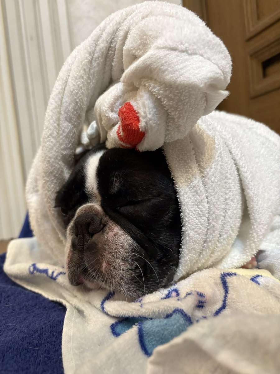 mico_travis's tweet photo. #bostonterrier 
 #いきなり丸洗い
 #犬のいる生活 
 #のっと巻き

お散歩終わり、洗った手足を拭くために抱っこされた途端
『臭っ！ダメだこりゃ🙅‍♂️』って連行されてった

歩きながら「月曜日くらいにするぅ🛁？」って話してたくせに🐶❤️‍🩹
サッパリしちゃった‼️ https://t.co/jLO04Qpk6s
