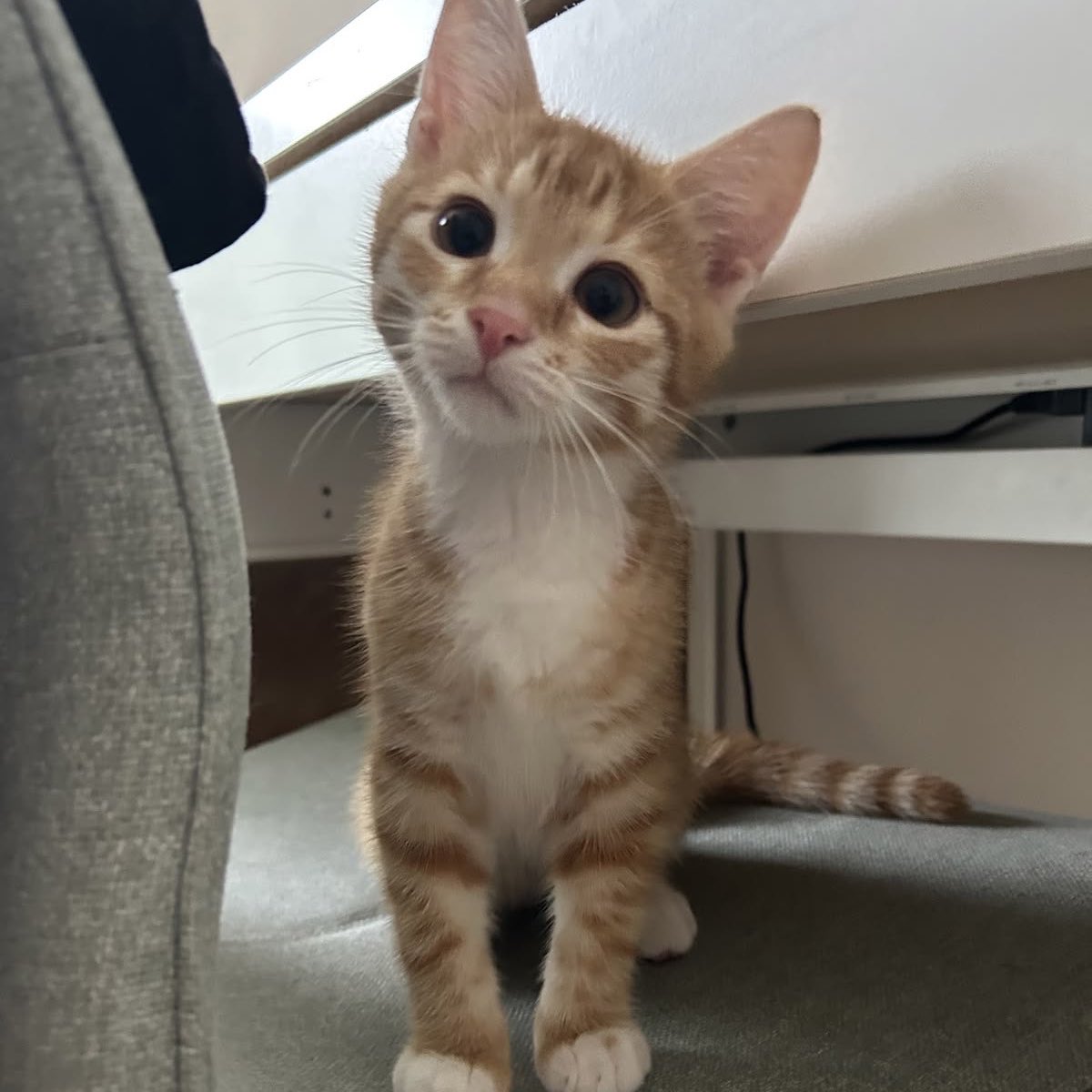 k1ttenrogers's tweet photo. happy national kitten day to the world’s best kitten 🫶 🐈 https://t.co/FcPWyPQ6km