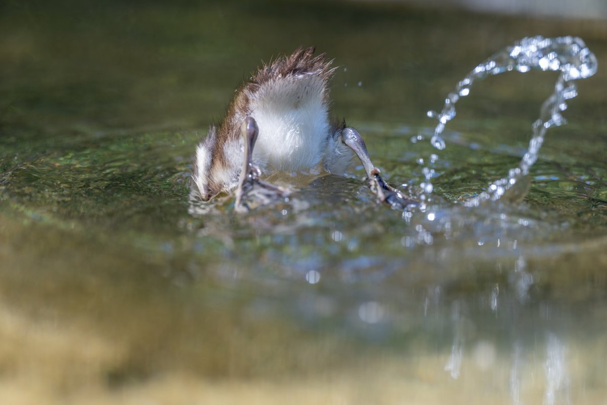 vanity_temple's tweet photo. 多摩動物公園
オシドリの雛が2羽生まれてました https://t.co/XiHO6RFeAP