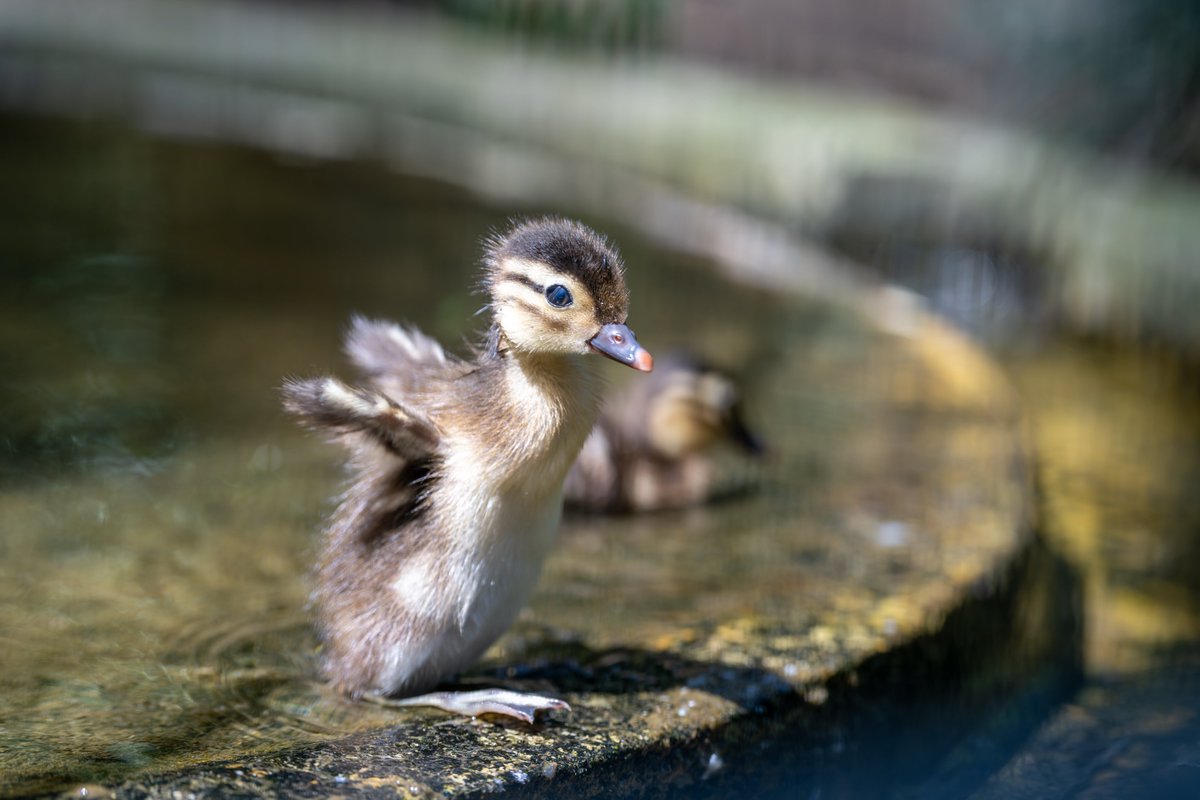 vanity_temple's tweet photo. 多摩動物公園
オシドリの雛が2羽生まれてました https://t.co/XiHO6RFeAP