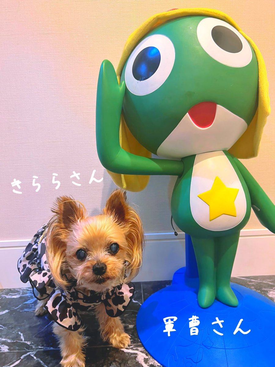 coonyos_sub's tweet photo. サブ垢、復活しました！！！！

メインはまだログインできません。

しばらくはこちらです！

リポストお願いします！ https://t.co/zb51kMDBXa