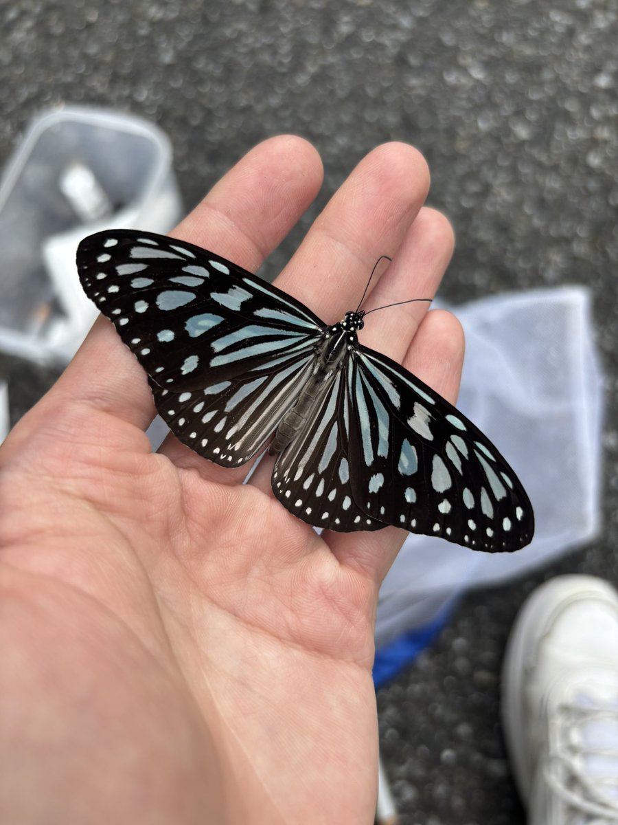 dorcus_atsu's tweet photo. リュウキュウアサギ https://t.co/iNZ0Wo3nuS