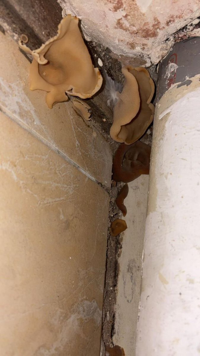 Portes_Thomas's tweet photo. Cela fait des mois qu'une famille, avec 4 enfants, alerte sur l’insalubrité de son logement. 

Des pans de mur sont tombés et la moisissure est présente partout dans le logement. A cause d'une très mauvaise isolation, la famille paie jusqu'à 400 euros par mois pour pouvoir se chauffer en hiver. 

Le bailleur @CDC_Habitat refuse de leur répondre et laisse la situation empirer, mettant ainsi en danger la santé et la sécurité d’une famille entière.

Honteux. @CDC_Habitat doit agir sans délai !