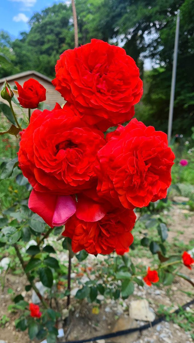 Flower Bloom tweet media