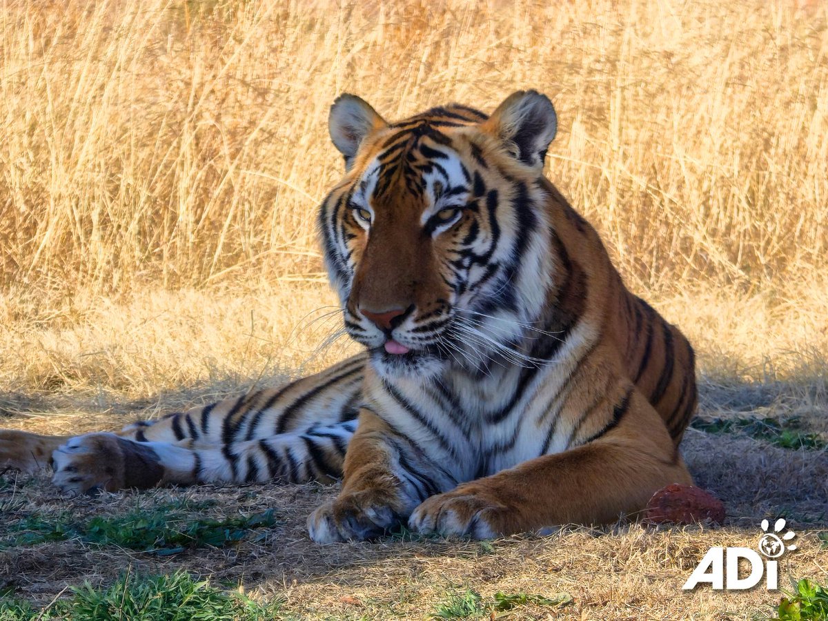 AnimalDefenders's tweet photo. ๐ฏStripes was rescued from a circus in Guatemala as a small cub. That was 8 years ago and he has grown big and strong at the ADI Wildlife Sanctuary in South Africa. He shares a huge habitat with two pools with his brother Max.
#Stripes #ADIWildlifeSanctuary #StopCircusSuffering https://t.co/iio1ClqNfq
