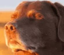 zhest4u's tweet photo. alright this is probably the best narrative today,  Theres a "relax cat" with 34 MILLION views in 2 days  in 2024 we had relax dog go to 100M now we have the exact CAT version,  not to mention its national kitty day. genuinely a really good narra,
https://t.co/FJ9XxC2RsU https://t.co/yl2MfKynFC