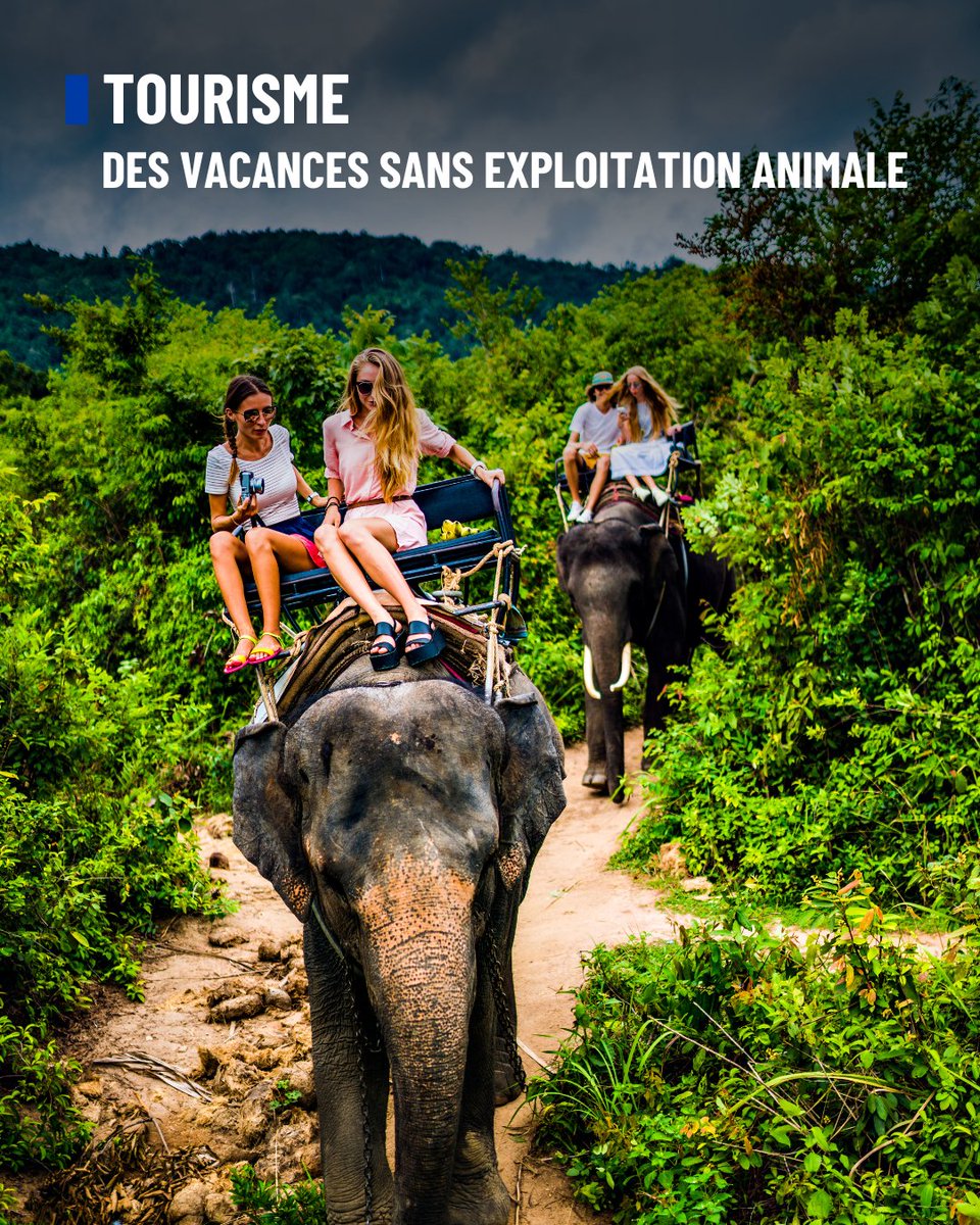 FBB_Officiel's tweet photo. ❌ Des vacances sans exploitation animale !

Nager avec des dauphins, se déplacer à dos d’âne, nourrir des tigres ou manipuler des lionceaux pour des selfies, monter à dos d’éléphant ou de chameau ou faire une balade en calèche, autant d’activités qui provoquent souffrances et douleurs aux animaux ainsi utilisés pour distraire des touristes qui souvent ne connaissent pas la réalité derrière ce « business ».

Ces activités participent à l’exploitation des animaux, lesquels sont contraints de se plier à des exercices allant à l’encontre de leurs besoins physiologiques, de leur nature. Acheter de telles « activités » est contraire à leur bien-être.

✅ Privilégiez plutôt les visites culturelles, évitez les lieux où les animaux sont en captivité et choisissez des destinations écotouristiques, qui proposent des projets de conservation locaux. N’oubliez pas de vous renseigner en amont, car malheureusement tous les sanctuaires ne sont pas éthiques.