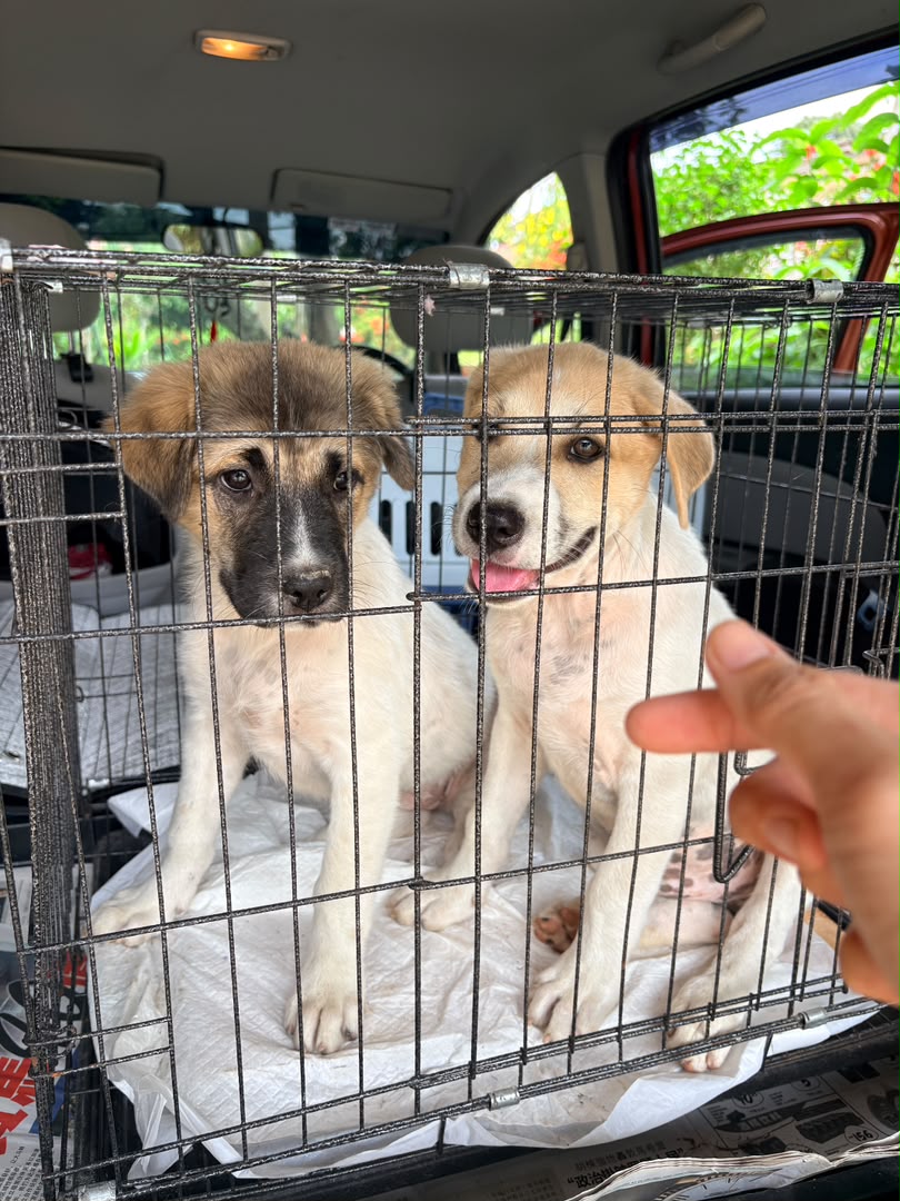 itsonmytbr's tweet photo. Open adoption area Kuala Kangsar, Padang Rengas, Sungai SIput, Ipoh, Taiping 
kalau berminat boleh isi form ni. Only 2 FEMALE AVAILABLE  Thank you https://t.co/ERXp3BK7fx @kyril_graguks @yemmeow @tattyhassan @frdsh_ @MirulAm05674851 @cats_rehome tolong viralkan https://t.co/NMsPK57KiJ