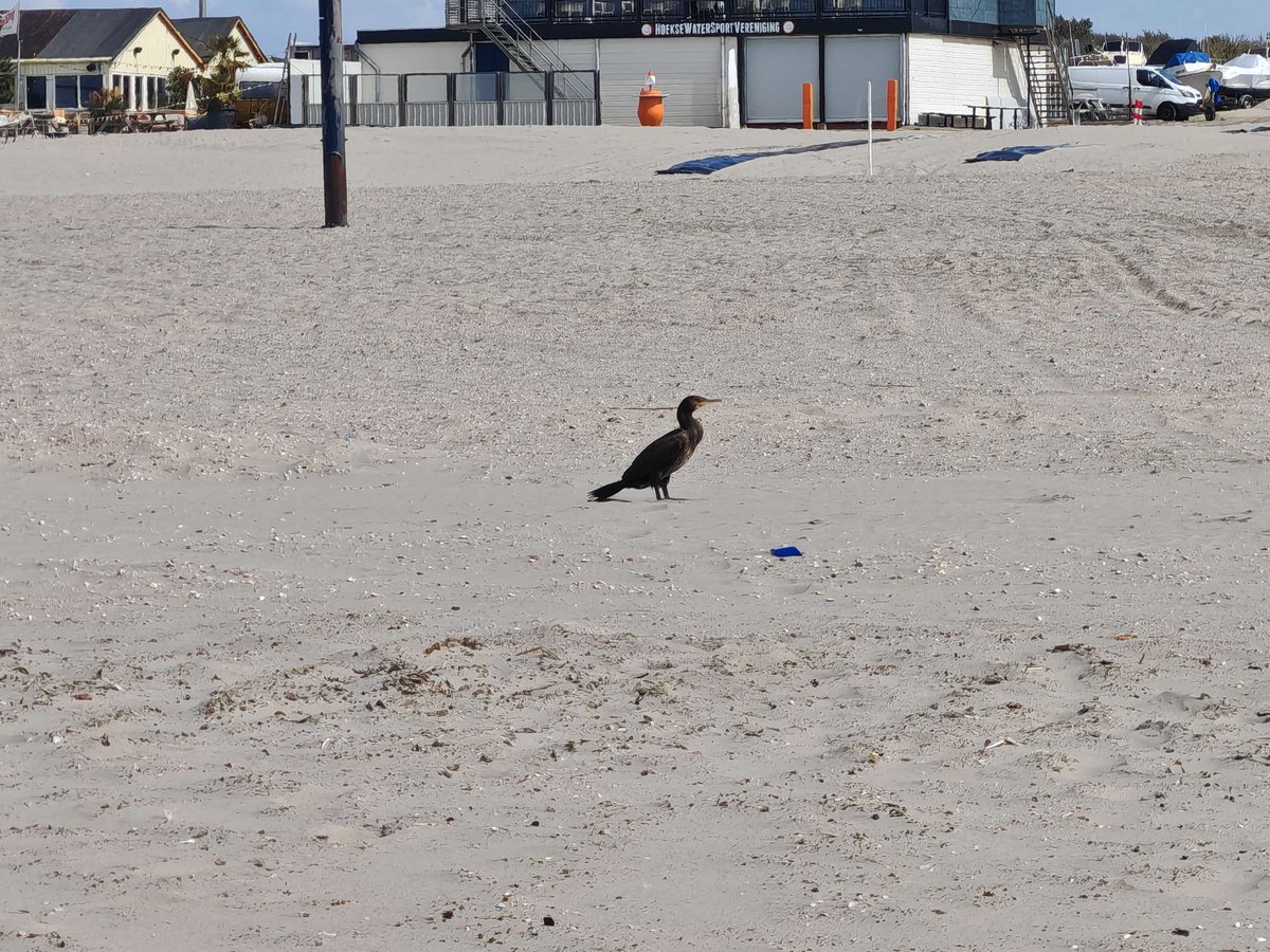 JxstUnknown's tweet photo. @graf_irl not exactly in my country, but in Rotterdam! (or at least near it) first one was a curious pigeon, second one a coot with multiple chicks and a cormorant on the beach (all of them also live in my home country, germany) https://t.co/xFpELoN5pO