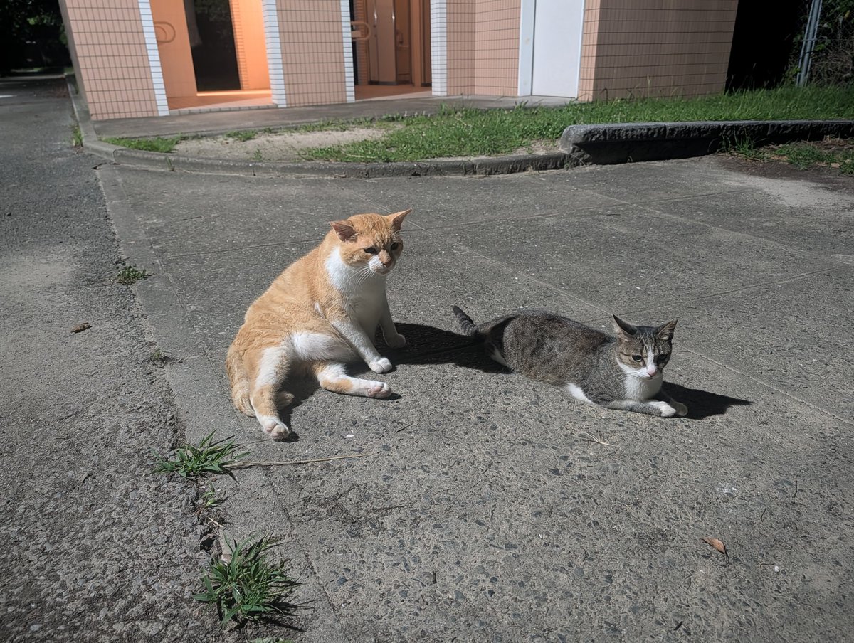 buttocksHiromi's tweet photo. 猫トイレで🐈️とコラボ💕 https://t.co/4hHp8M1hH8