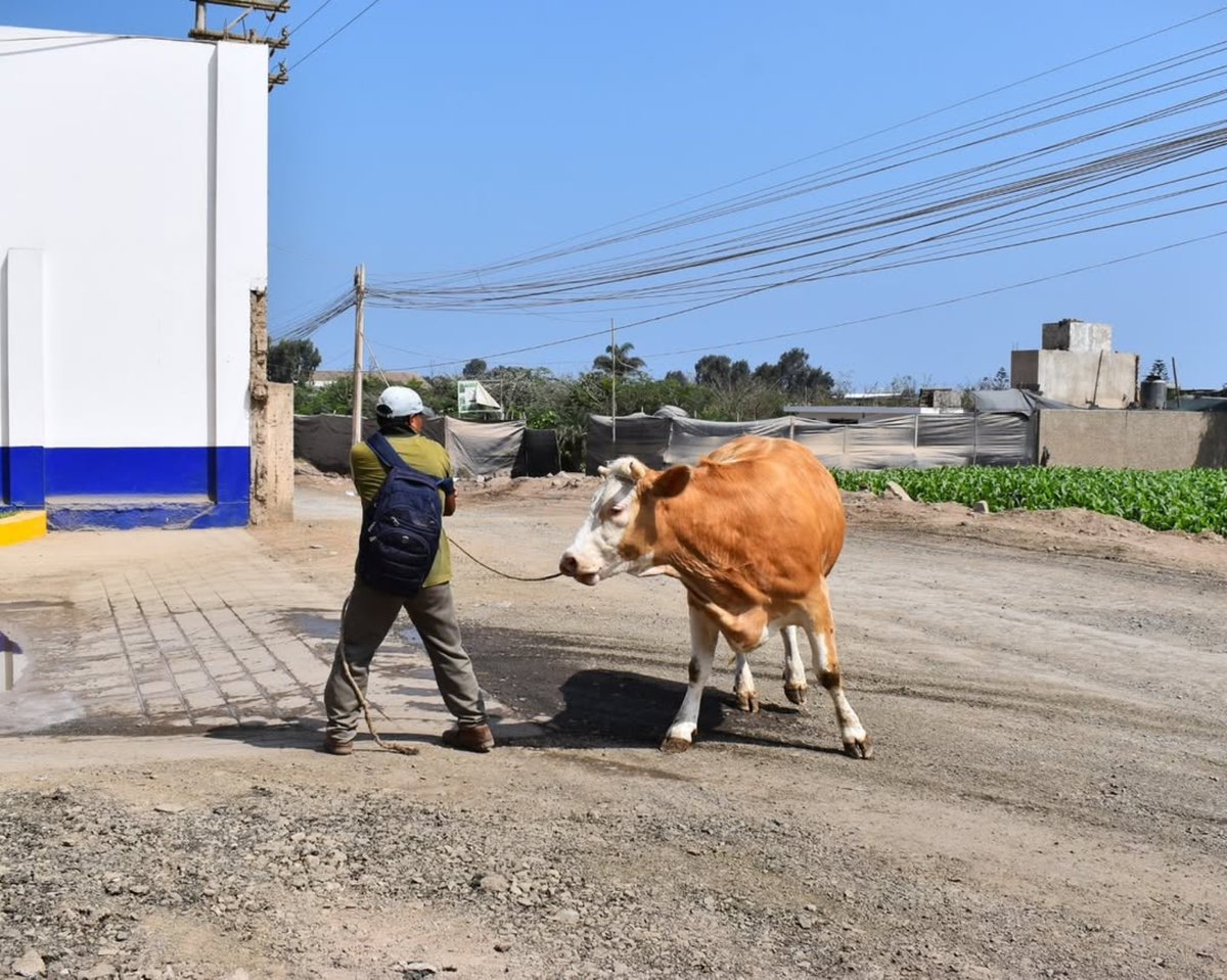 animalsavemvmt's tweet photo. It isn’t hard to understand that she doesn’t want to be there. She doesn’t want to be taken to that horrible place. She doesn’t want her life taken. She doesn’t want to be butchered. She doesn’t want to be cut up and sold.

📍Vigil at a cattle slaughterhouse, Lurín, Peru. https://t.co/WWc9sTeB49