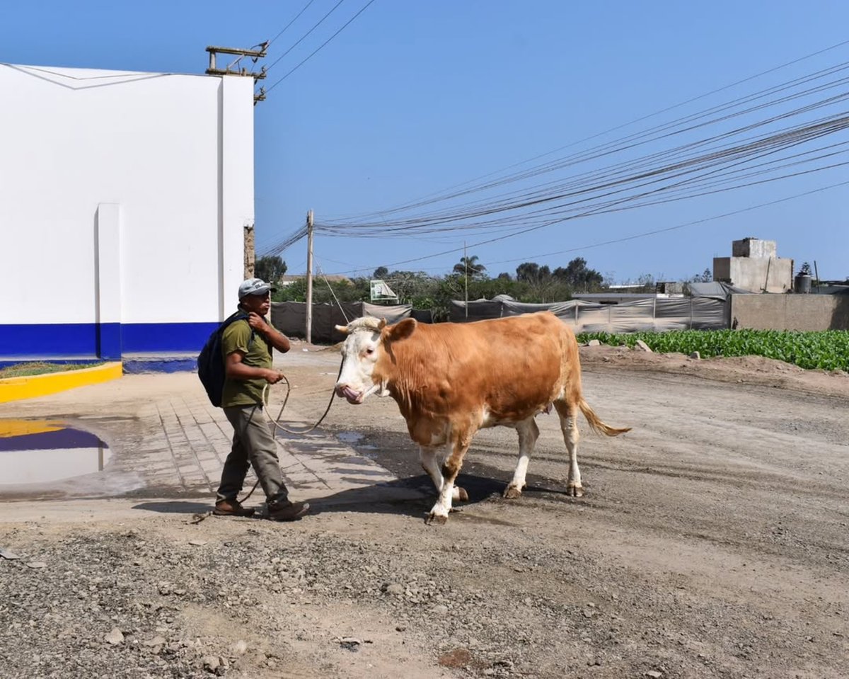 animalsavemvmt's tweet photo. It isn’t hard to understand that she doesn’t want to be there. She doesn’t want to be taken to that horrible place. She doesn’t want her life taken. She doesn’t want to be butchered. She doesn’t want to be cut up and sold.

📍Vigil at a cattle slaughterhouse, Lurín, Peru. https://t.co/WWc9sTeB49