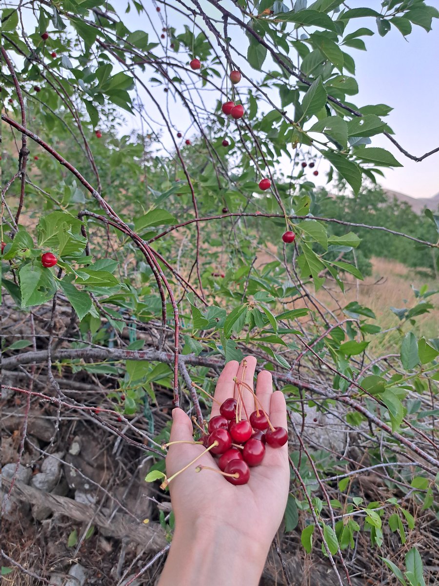 cemrree__'s tweet photo. En en en sevdiğim dönemdeyizz☀️ https://t.co/N3DeLlXsLS