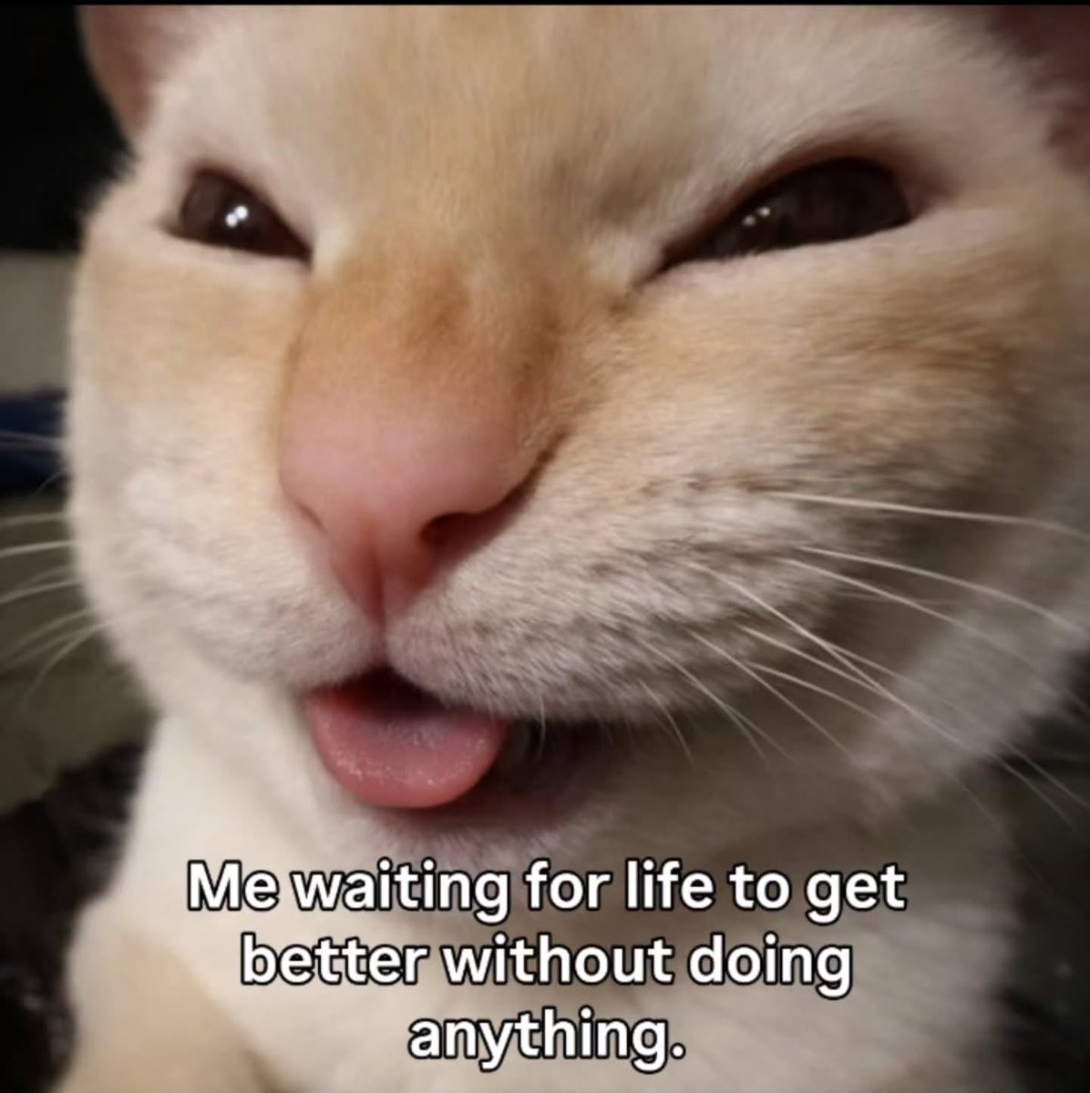 LiterallyMeCats tweet media