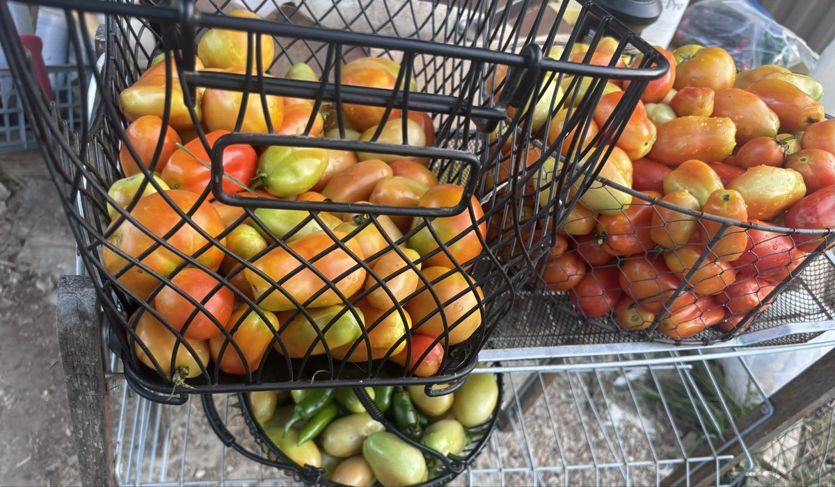 AlboradaFarms's tweet photo. Tomatoes for sauces. @AlboradaFarms https://t.co/8i0mI0iypb
