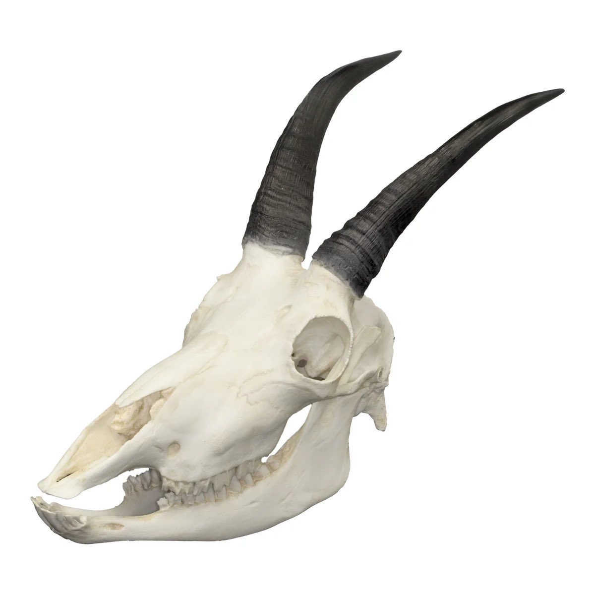 oxalotl's tweet photo. i feel like this has been discussed to look closer to turtles (or for me) goat skulls than anything else really https://t.co/v6UD41fMHs