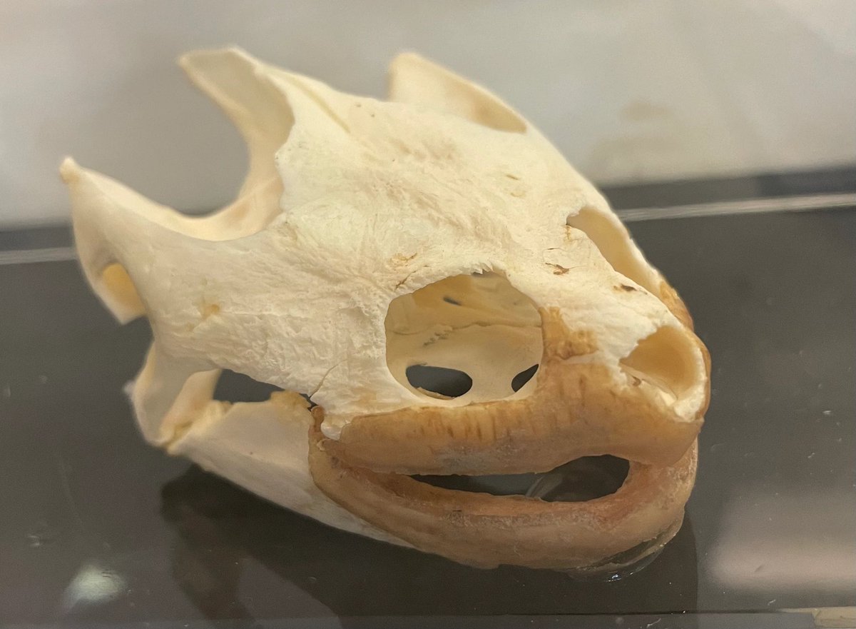 oxalotl's tweet photo. i feel like this has been discussed to look closer to turtles (or for me) goat skulls than anything else really https://t.co/v6UD41fMHs
