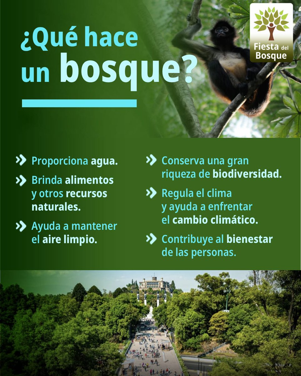 CONAFOR's tweet photo. 🏞️Más allá de ser paisajes hermosos, los bosques son motores de vida. 

Desde los amilentos que llegan a nuestros hogares hasta la regulación del clima que mitiga el cambio climático, su bienestar está directamente conectado con el nuestro😌💚. https://t.co/1tHkqd33DI