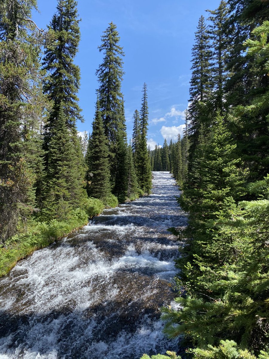 humanbeingpete's tweet photo. Bechler River Trail, near West Yellowstone https://t.co/H3x7BLQdfd